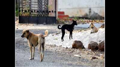 In a 1st, online beauty pageant for strays