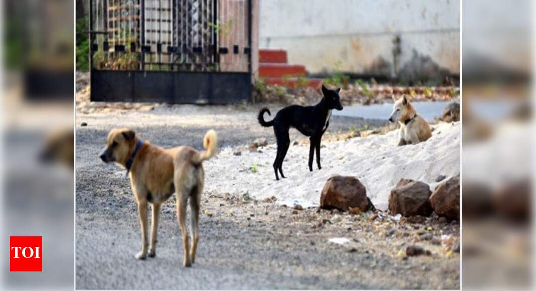 In a 1st, online beauty pageant for strays | Navi Mumbai News - Times ...