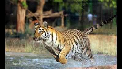 Drought pits Panna tigers against crocodiles