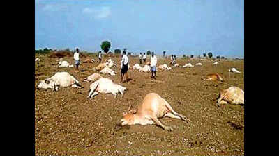 56 cows die after feeding on pesticides in Andhra village