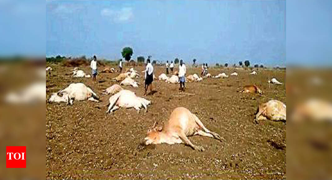 56 Cows Died 56 cows die after feeding on pesticides in Andhra village