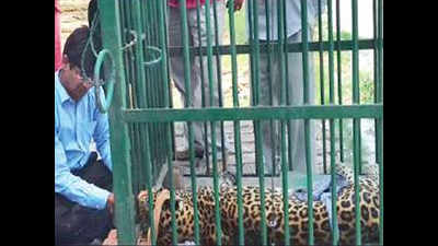 Leopard gets a life-saving ride on motorbike in UP