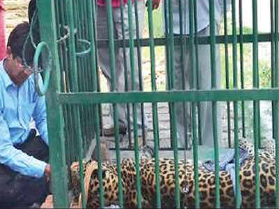 Leopard gets a life-saving ride on motorbike in UP