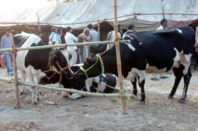 Govt finally dilutes rules on cattle sale