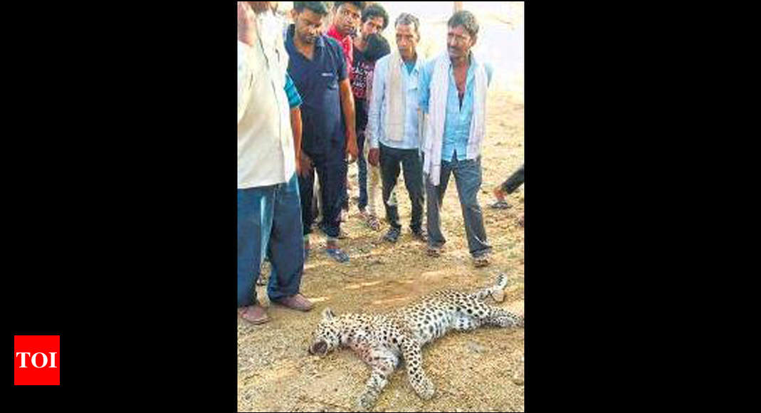 Rajasthan: A leopard dies each week in Rajasthan, reveals survey ...