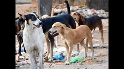 Soon, stray dogs in Mohali to get ID chips