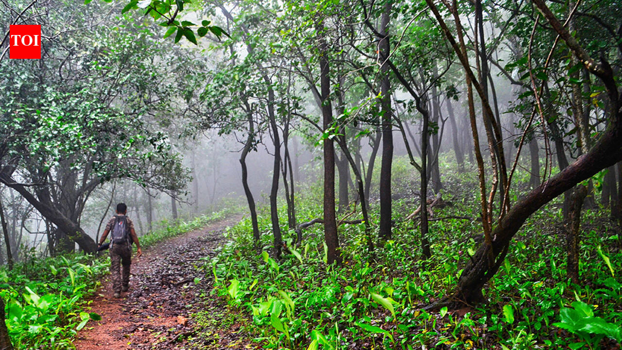 Locals stop illegal tree-felling in Socorro prvite forest | Goa News ...