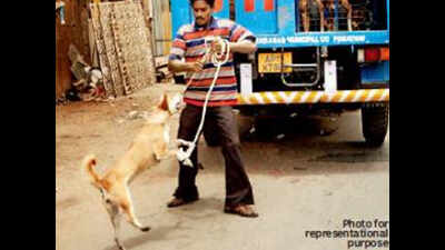 Where’s my Moti? GHMC dog squad picks up pet