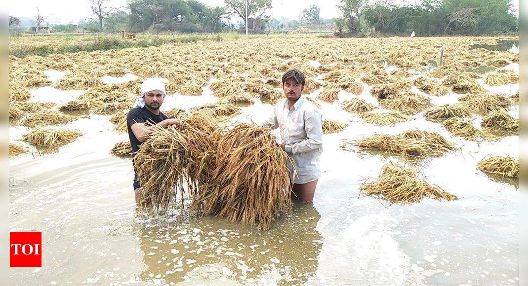 Untimely Rain Damaged 50% Crops: Farmers | Agra News - Times Of India