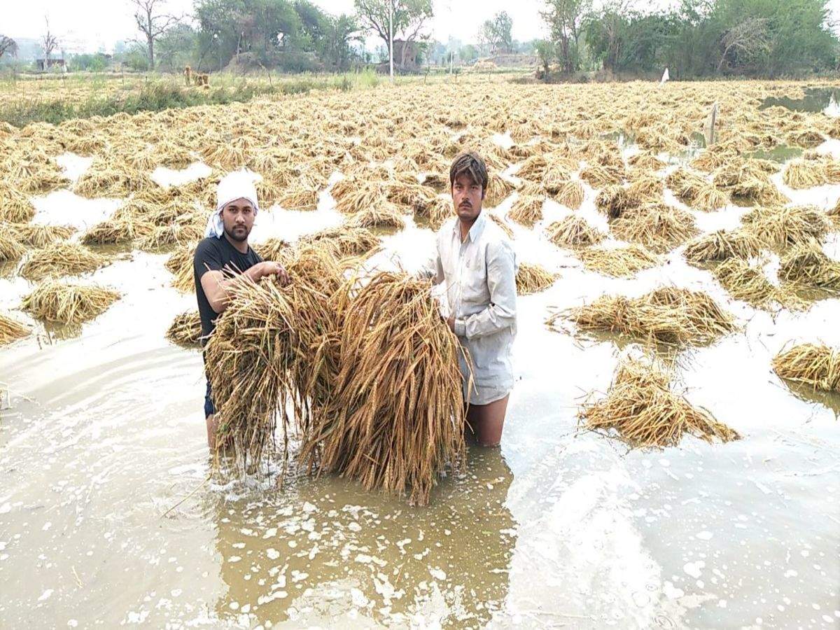 untimely rain damaged 50% crops: farmers | agra news - times of india