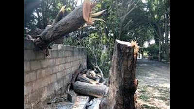 Lack of clarity leads to tree being felled; Bengaluru residents vexed
