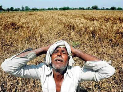 Unseasonal rains cause widespread crop damage | Ahmedabad News - Times ...