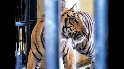 Machia bio park gets tiger couple
