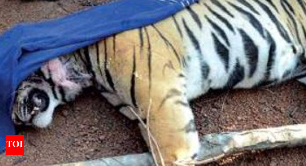 Royal bengal tiger found dead in West Bengal's Lalgarh