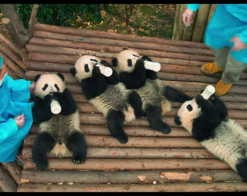 
Pandas - The Making
