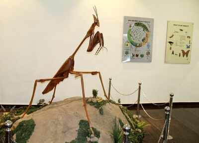 The incredible world of insects | Coimbatore News - Times of India
