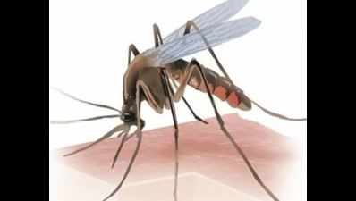 Mosquito menace to worsen in Delhi: Experts