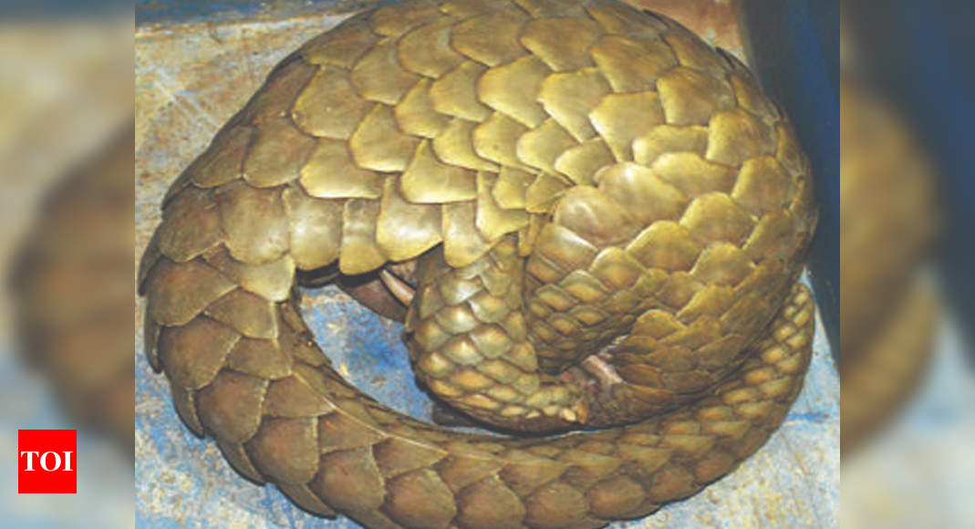 Pangolin rescued in Asansol | Kolkata News - Times of India