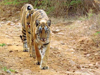 Rajasthan government mulls to hike compensation for shifting villages from tiger reserves