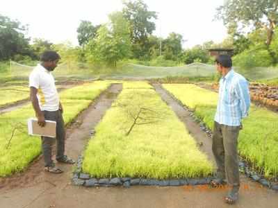 19 Varieties Of Rice In 10 Acres, NGO Shows The Way | Nagpur News ...