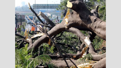 10 trees cut to improve visibility of hoarding