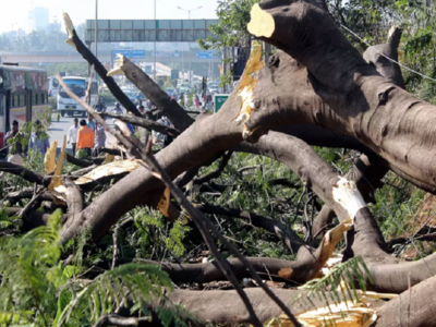 10 trees cut to improve visibility of hoarding