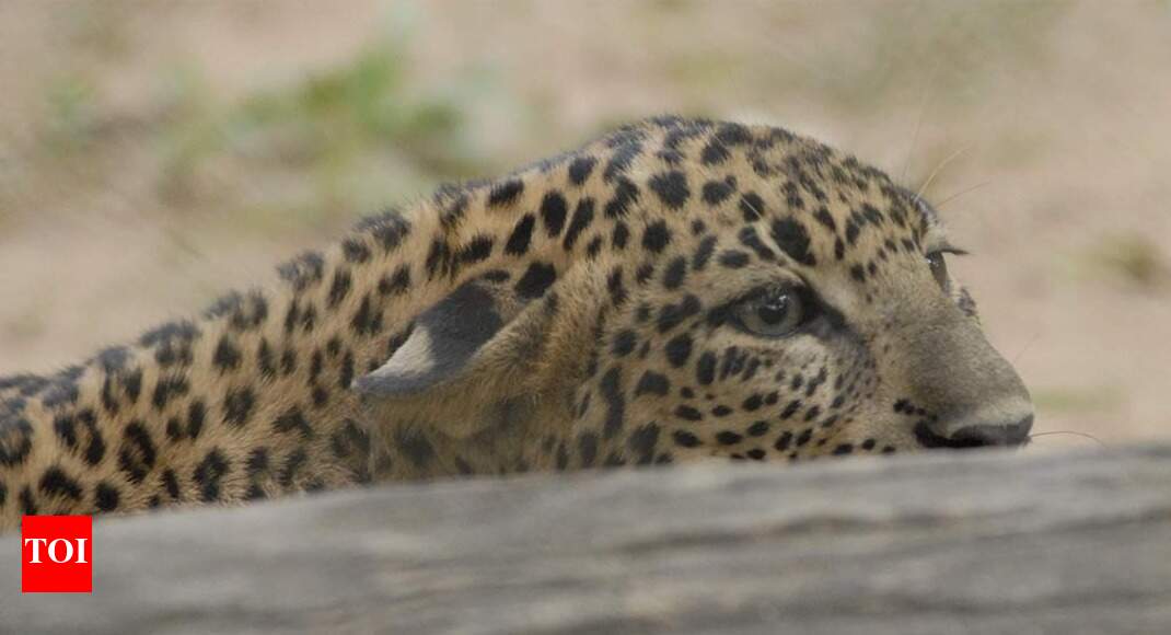 Pune: Leopard chases farmer & wife riding bike in Junnar - Times of India