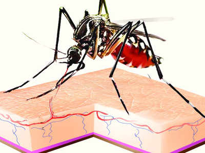 Beware of mosquitoes, health department advises public