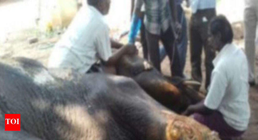 Madras HC permits mercy killing of ailing Salem temple elephant - Times of India
