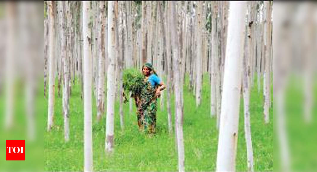 Punjab to exempt social forestry based wood industry from licence