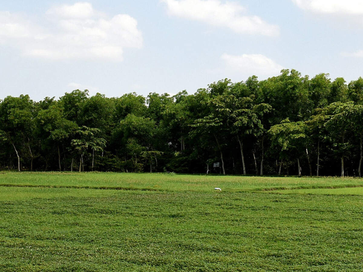 Trees Can Clear Dust Reduce Noise Chennai News Times Of India