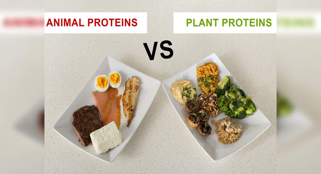 What’s the difference between plant protein and animal protein