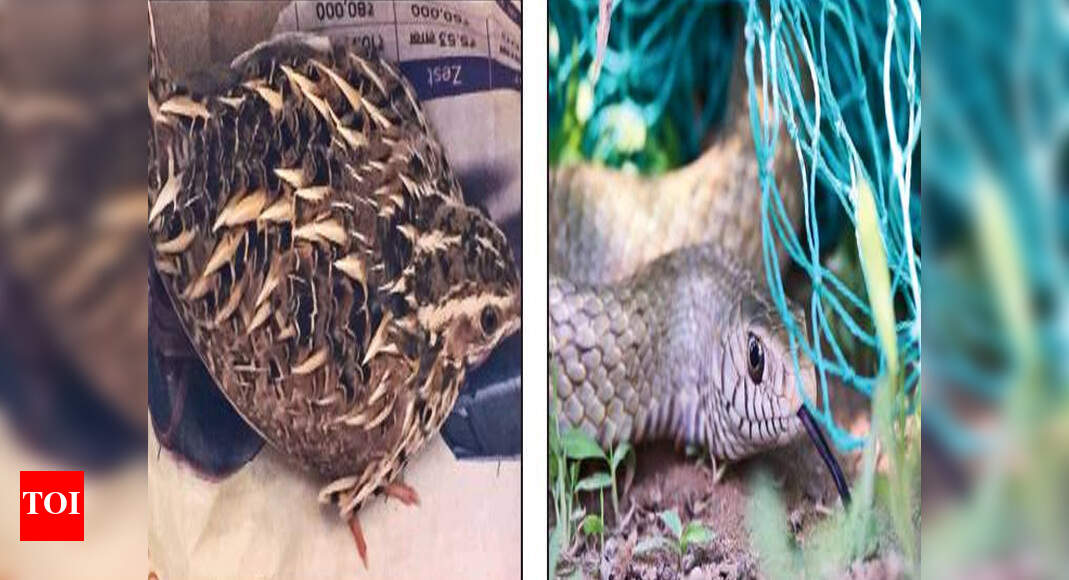 Citizens go extra mile to rescue quail, snake | Chandigarh News - Times ...