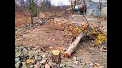 Tree felling: Notice to range officers, guards