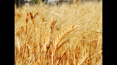 Rs 378 crore released to farmers against wheat procurement