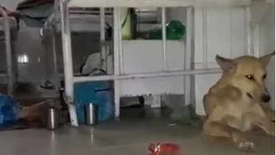Video of stray dogs roaming in Agra women hospital goes viral