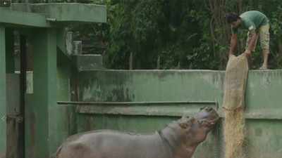 Kolkata's Alipore zoo gets in gear for summer - Times of India