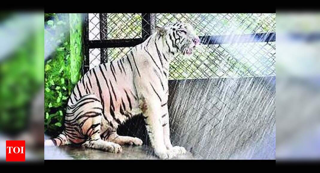 Coolers for zoo inmates Patna News Times of India