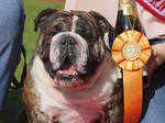 39th Annual Beautiful Bulldog Contest