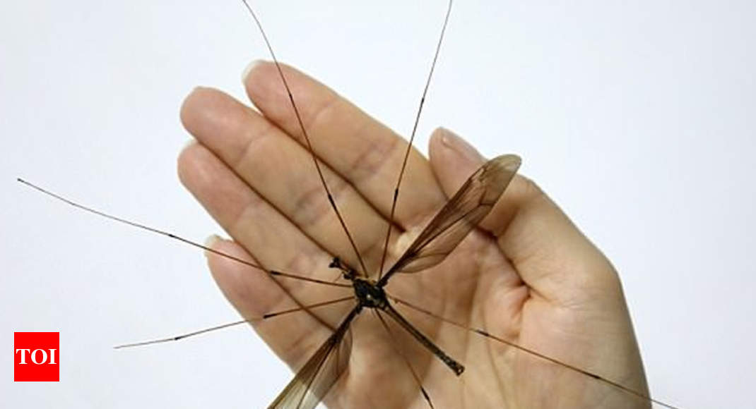 Giant mosquito with 11.15cm wingspan found in China ...