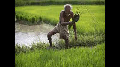 Fresh notification to delay paddy sowing by 5 days