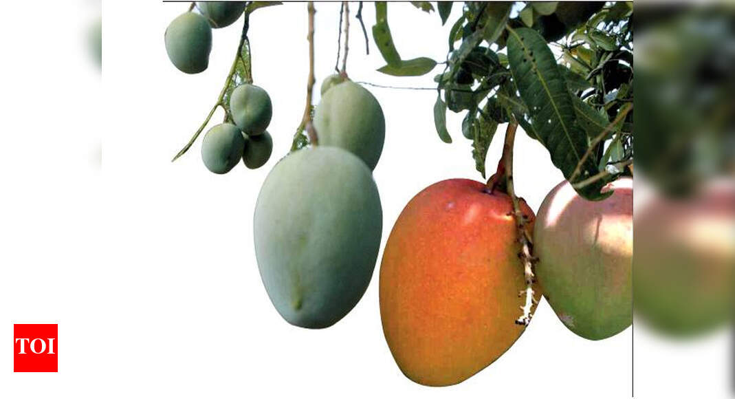 King Of Fruits MAKES SOFT ENTRY King of fruits MAKES SOFT ENTRY