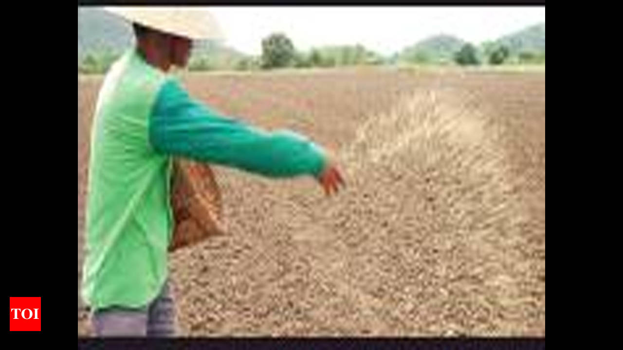 Direct Dry Seeded Rice production technology 