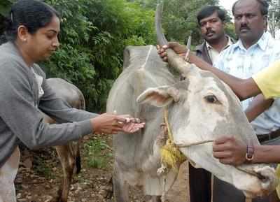 Telugu Agricultural & Cattle Info-Are you vaccinating your cattle?
