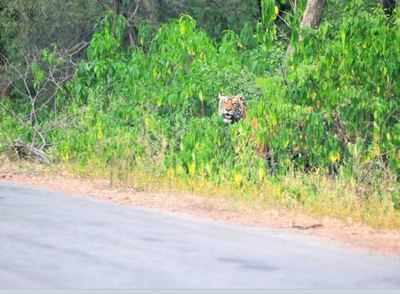 Number of tiger cubs in Sariska National Park rises to 14