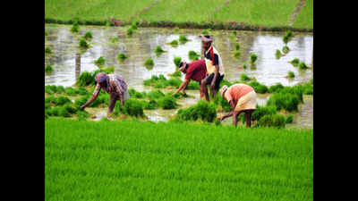 ‘Declare agriculture a public service with guarantee of minimum wages’