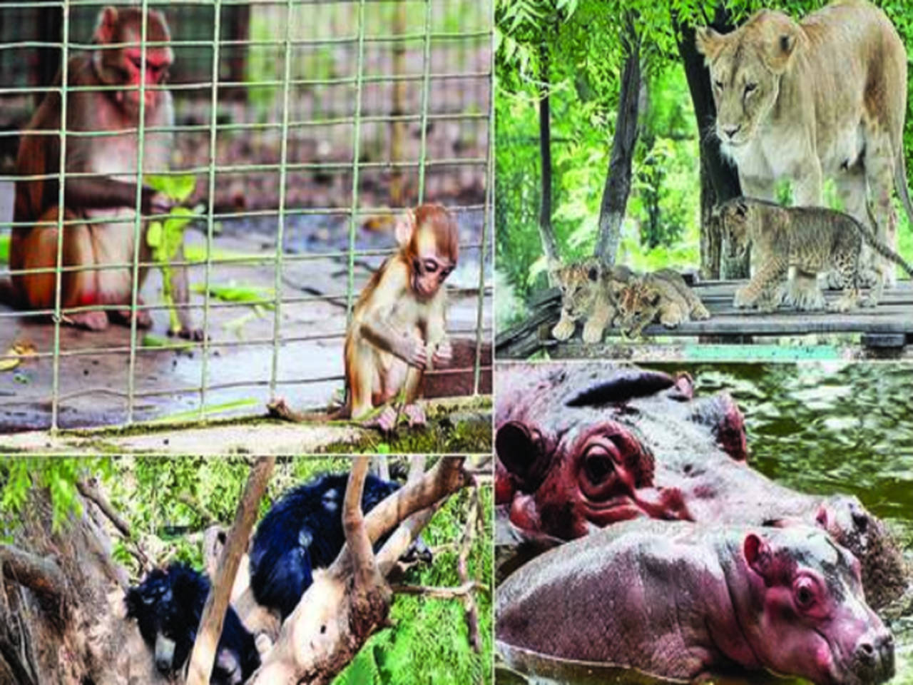 Lion cub named Rasmalai or Katappa? | Indore News - Times of India