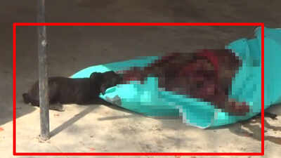 Shocking! Stray dog eats body at Aligarh hospital mortuary, probe ordered
