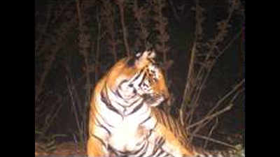 Fourth tiger census kicks off, will use app to record location