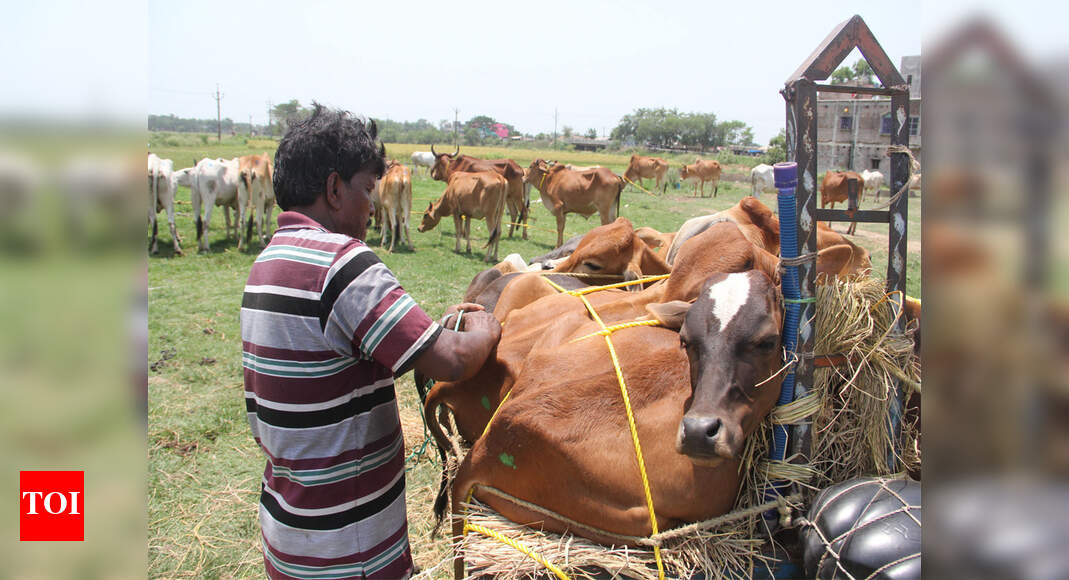 Unique ID After cows, MP to give unique IDs to 2.77 crore cattle in